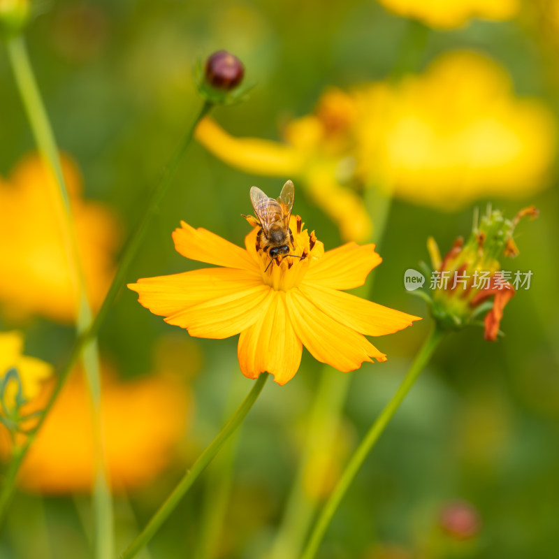 花蕊上的蜜蜂