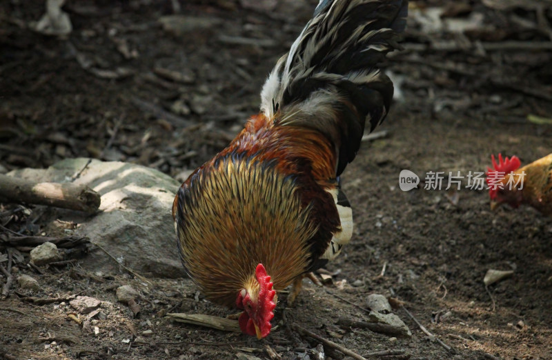 散养鸡在野外土地上觅食的场景