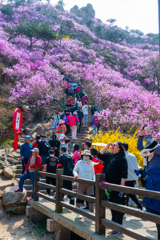 青岛大珠山杜鹃花风光