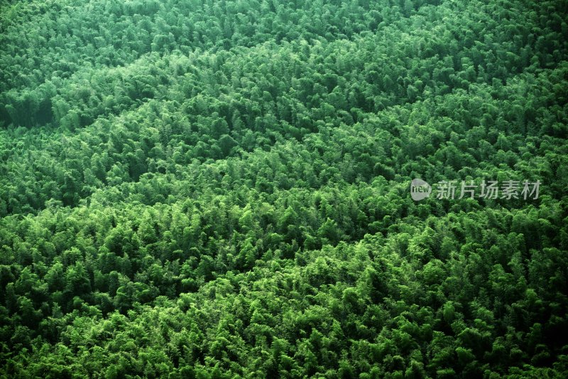 竹海竹林