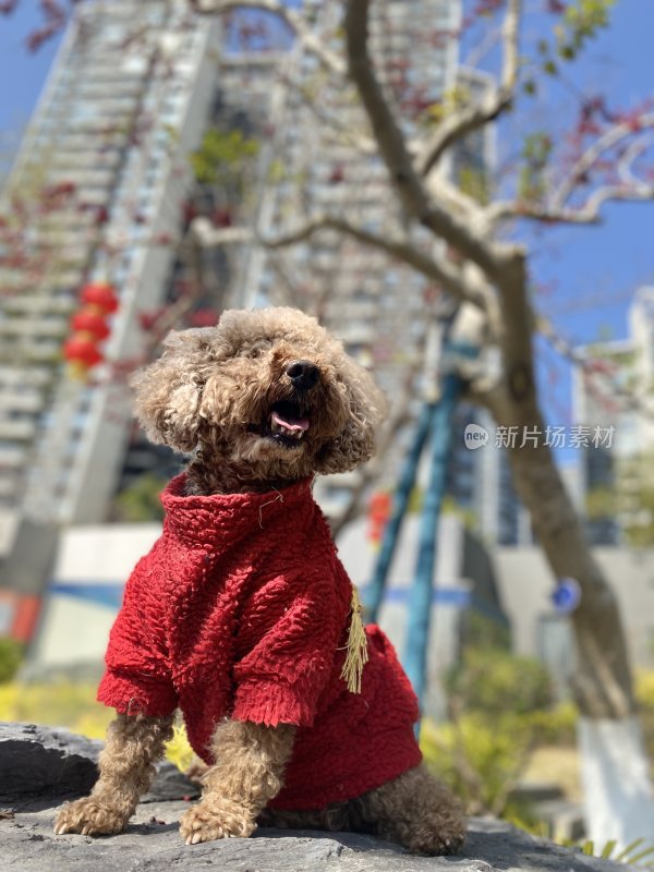 穿红毛衣的泰迪犬户外坐在石头上