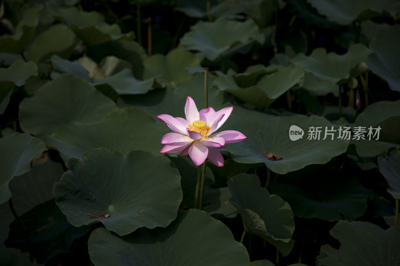 夏季公园荷塘荷叶丛中荷花特写