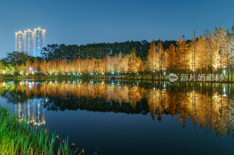 佛山千灯湖南海活水公园落羽杉红叶夜景灯光