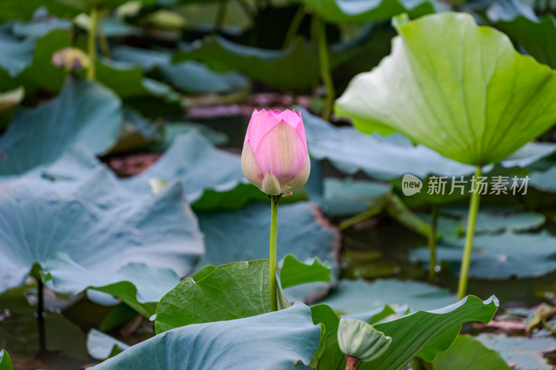 夏日荷花