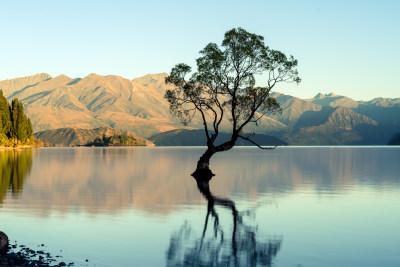 新西兰瓦纳卡孤独的树