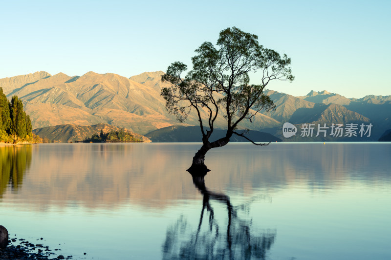 新西兰瓦纳卡孤独的树