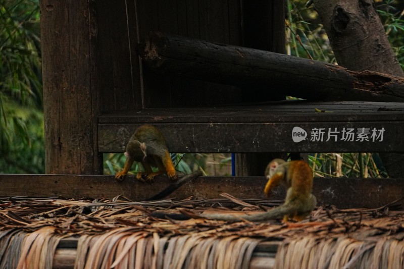 两只松鼠猴在木架上活动