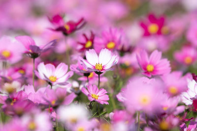 春天立春节气格桑花盛开