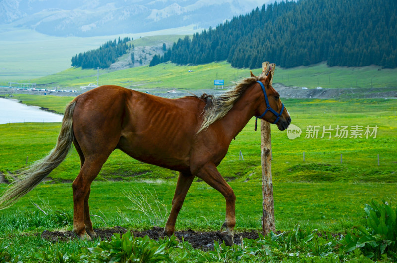 新疆博州赛里木湖畔草原牧场马匹