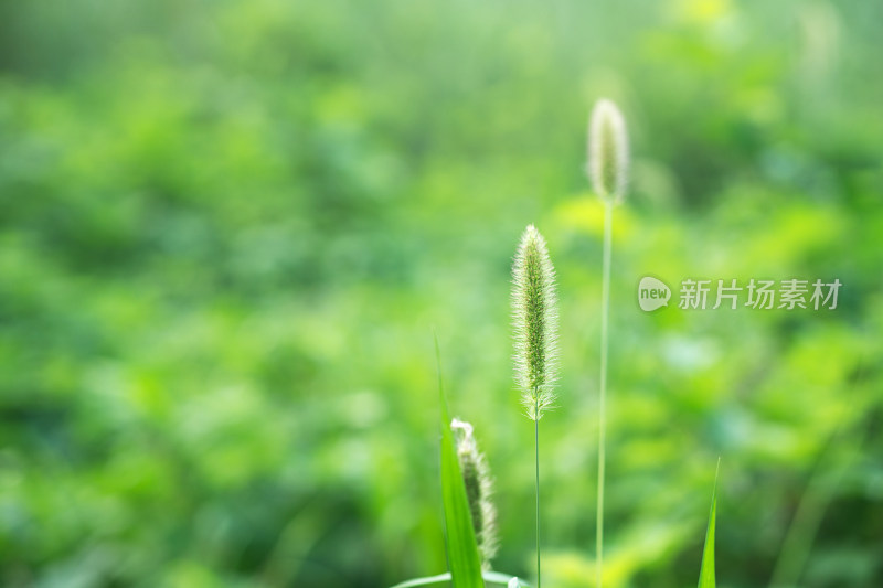 狗尾巴草特写在户外