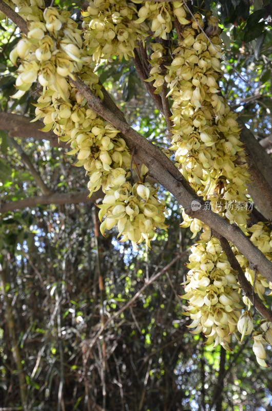 广东东莞：禾雀花