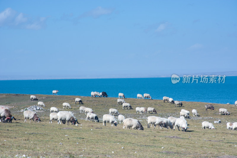 中国西部青海青海湖牧场的羊群