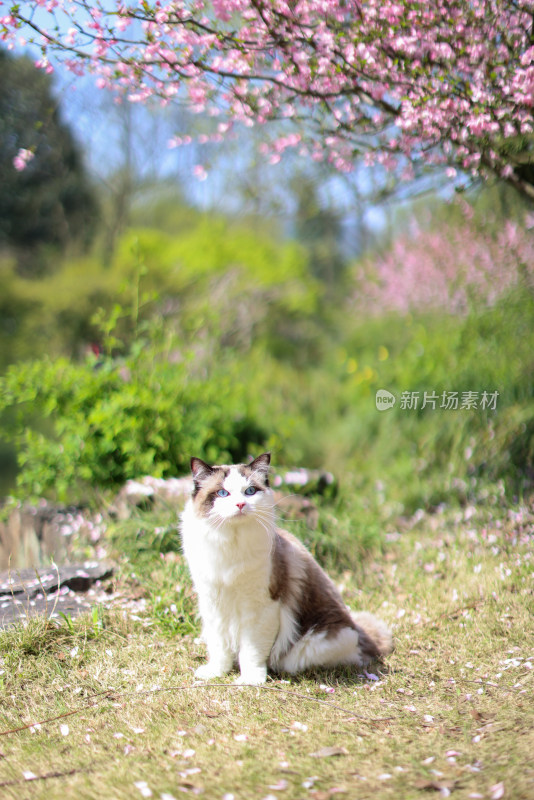 海棠花下的布偶猫