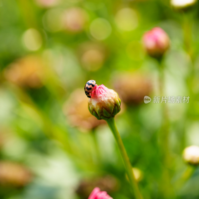 雏菊和瓢虫