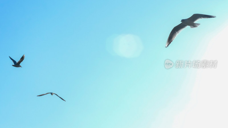 蓝天中飞翔的海鸥