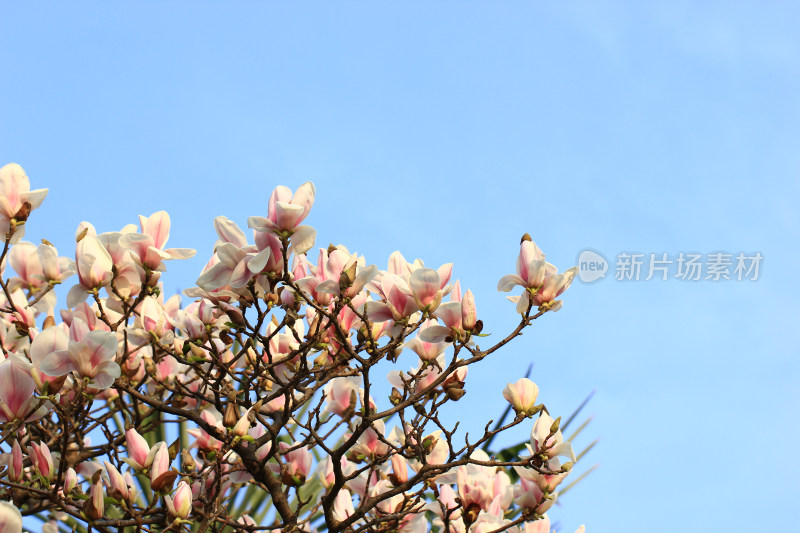 蓝色背景下春天盛开的玉兰花
