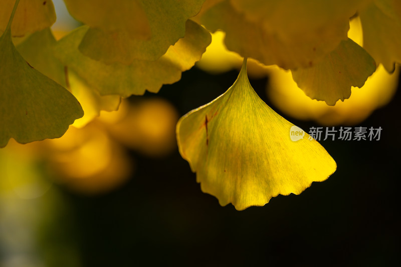 特写金黄银杏树叶