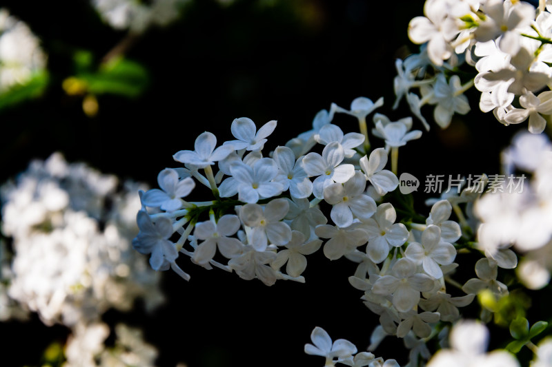 北京北海公园静憩轩盛开的丁香花-DSC_8788