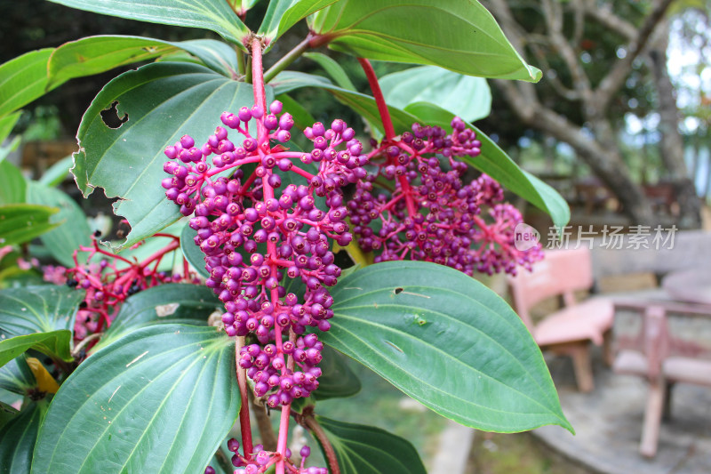 酸脚杆植物果实