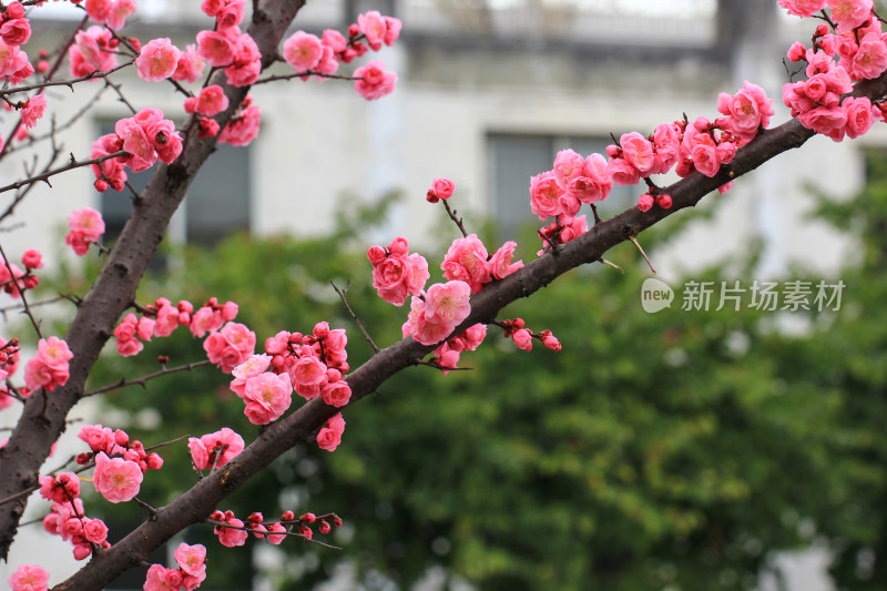 初春绽放的粉红色梅花