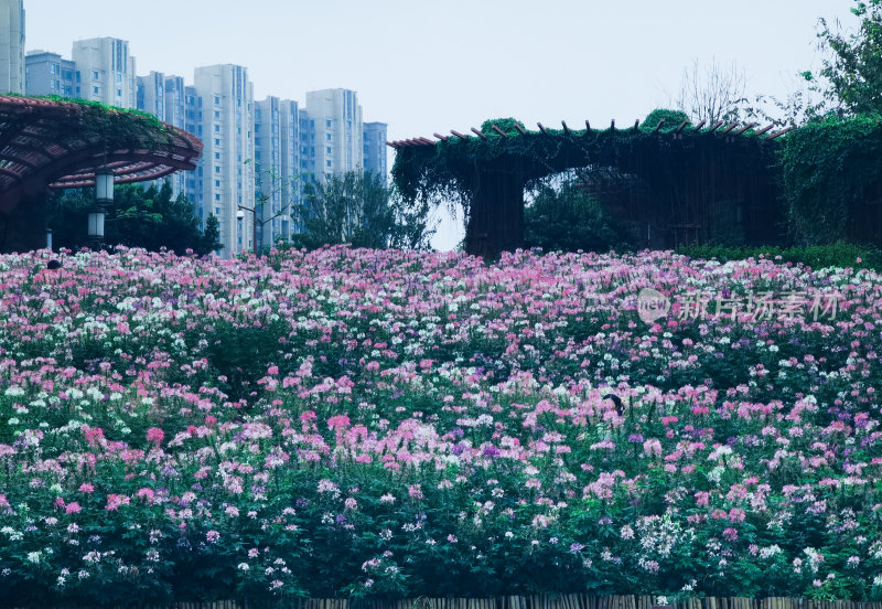 佛山市千灯湖公园醉蝶花花海