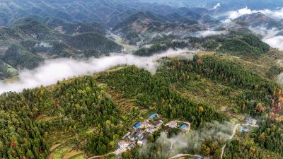 重庆酉阳：白果树边的美景