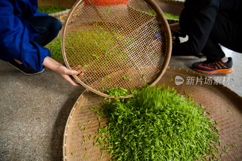 采茶制茶茶叶加工过程