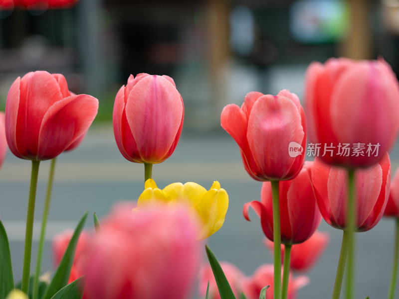 盛开的郁金香花