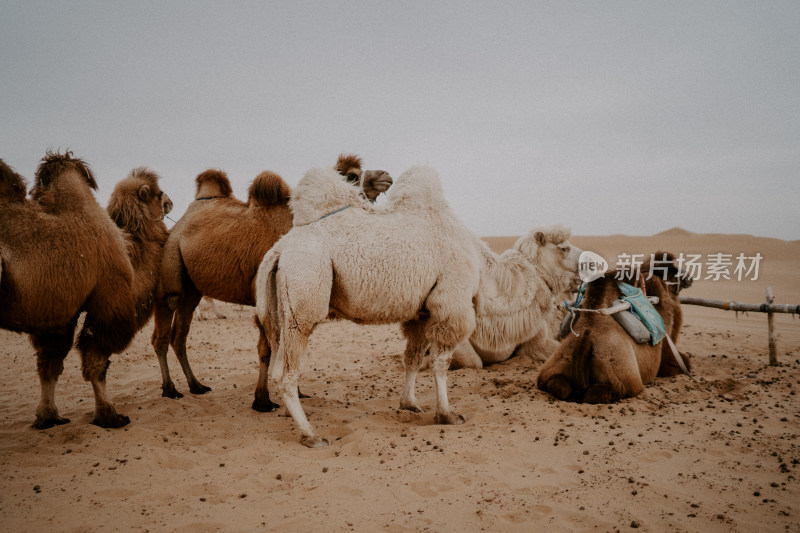 中卫沙漠骆驼