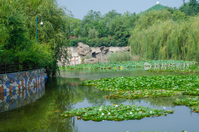 夏末的池塘和柳色