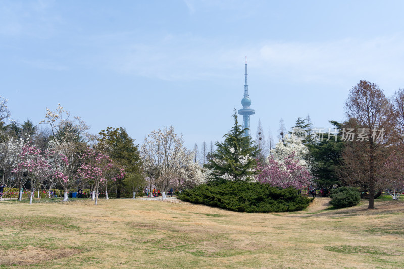 青岛中山公园樱花盛开的粉色樱花