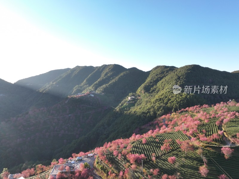 大理无量山樱花谷