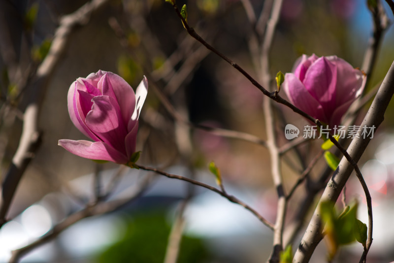 盛开的粉色玉兰花特写