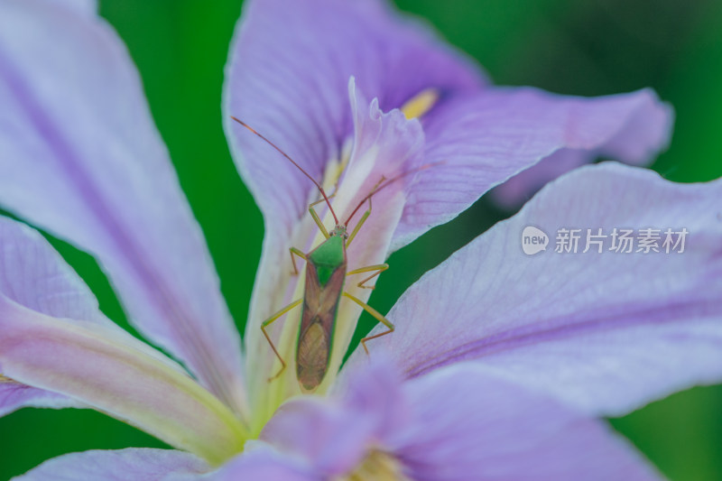 花朵上的昆虫