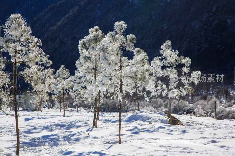 中国西藏地区冬季雾凇及雪绒花