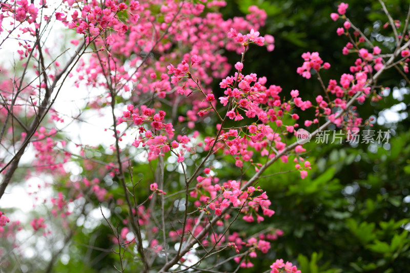 盛开的粉色樱花枝条