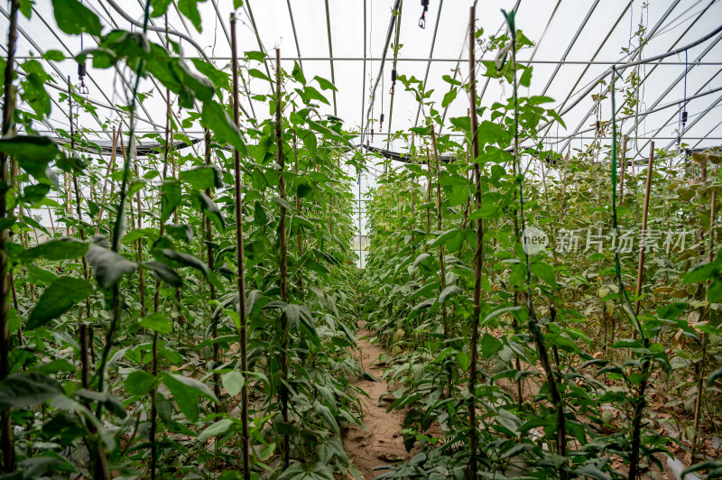 蔬菜大棚里种植的豇豆