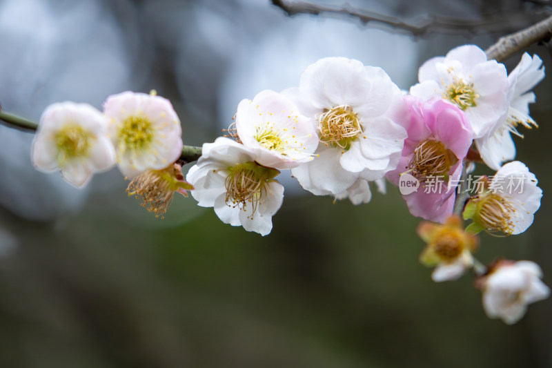 春天枝头绽放的粉白梅花