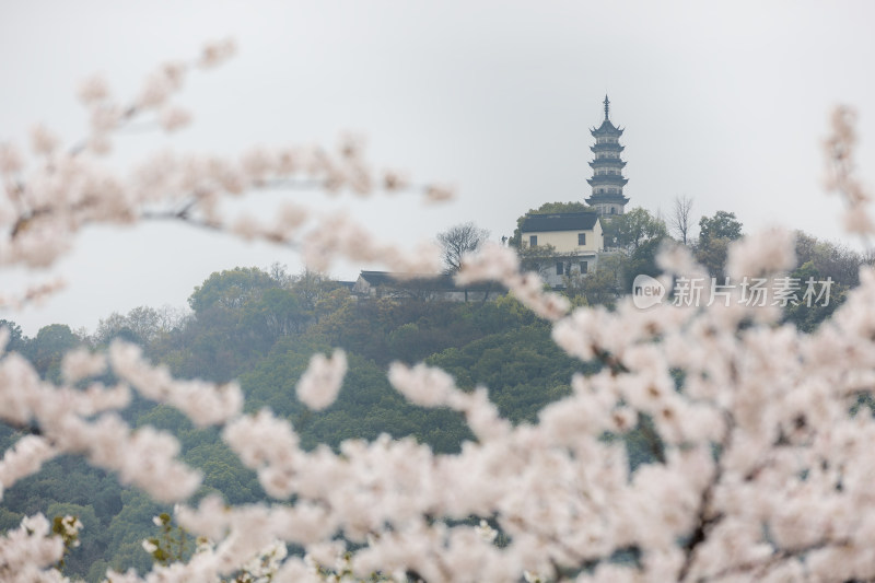 迷人梦幻樱花