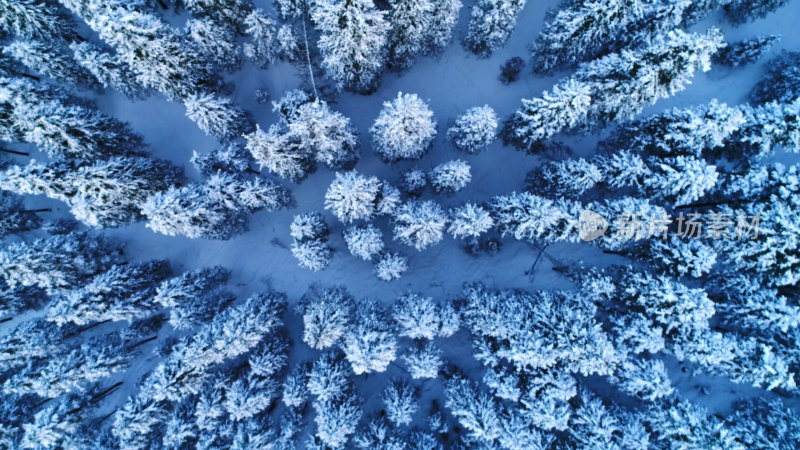 冬季森林航拍针叶林雪景