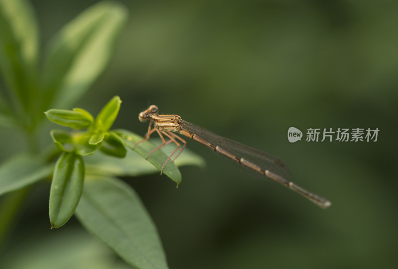 春天百花盛开