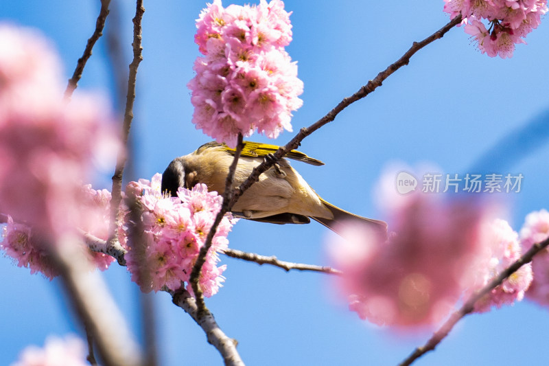 春天的樱花与小鸟