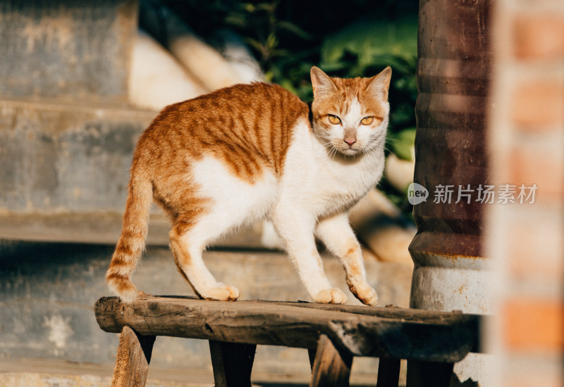 可爱的猫猫