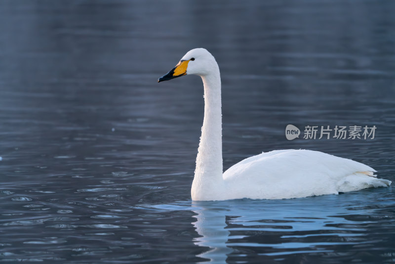 冬季白天鹅在清晨的河水中游泳嬉戏飞翔