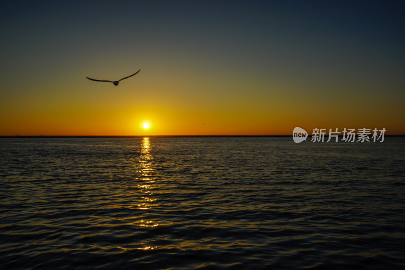 内蒙古额济纳，居延海的日出与海鸥