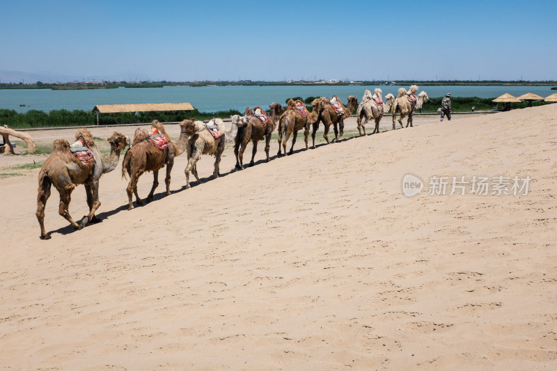 宁夏沙漠里的骆驼