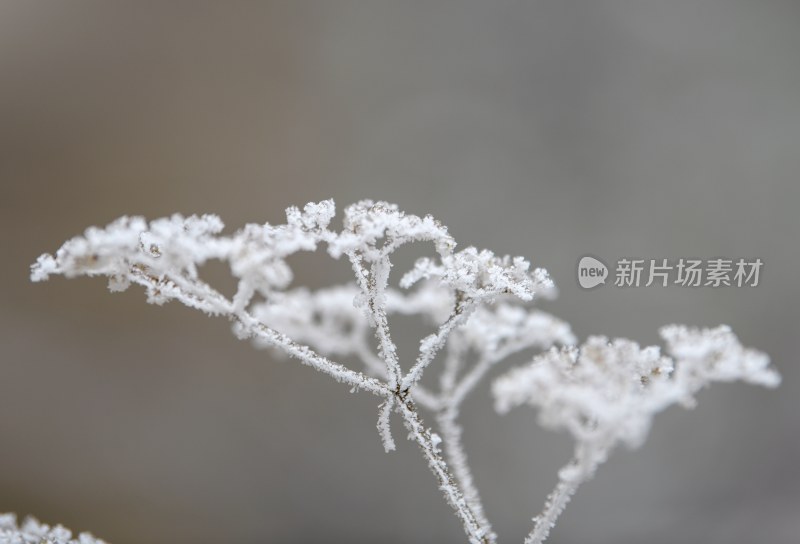 重庆酉阳：龙头山上的第一场雪