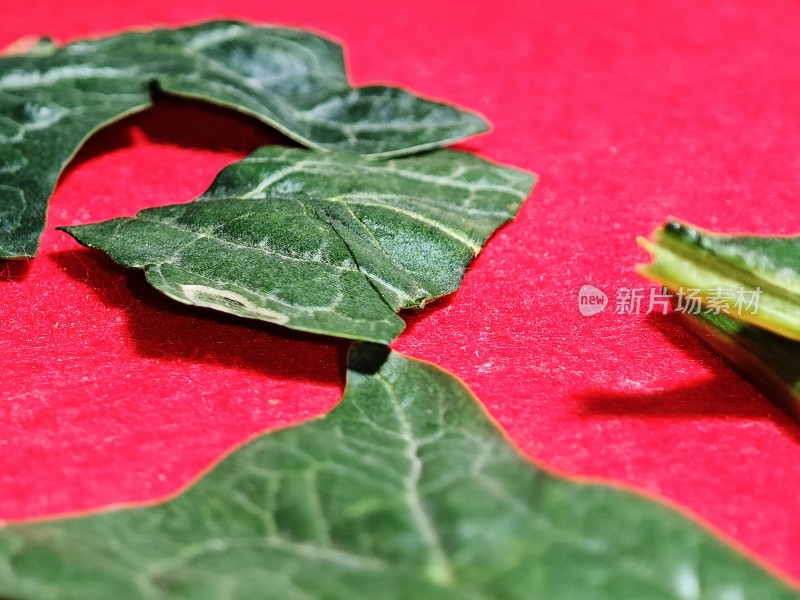 新鲜菠菜叶特写