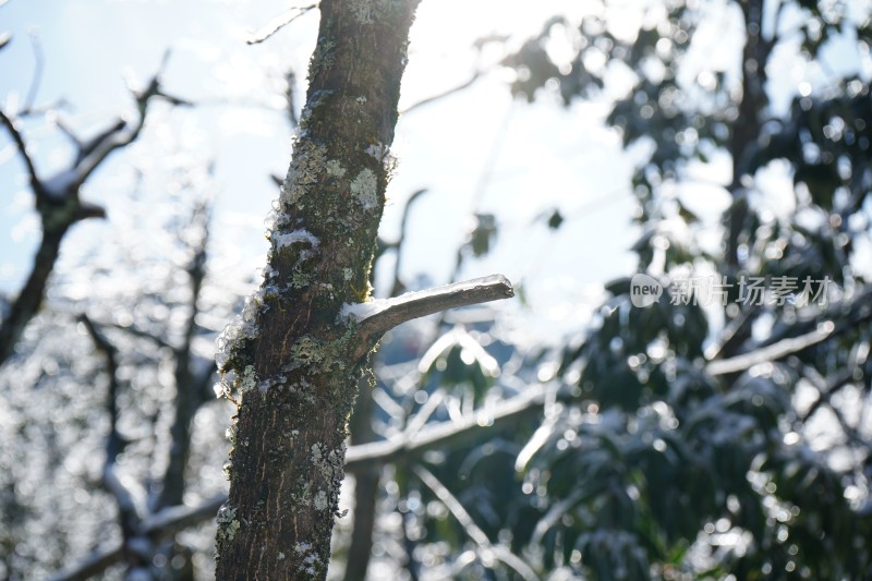 四川眉山瓦屋山景区冬日树枝上的冰雪