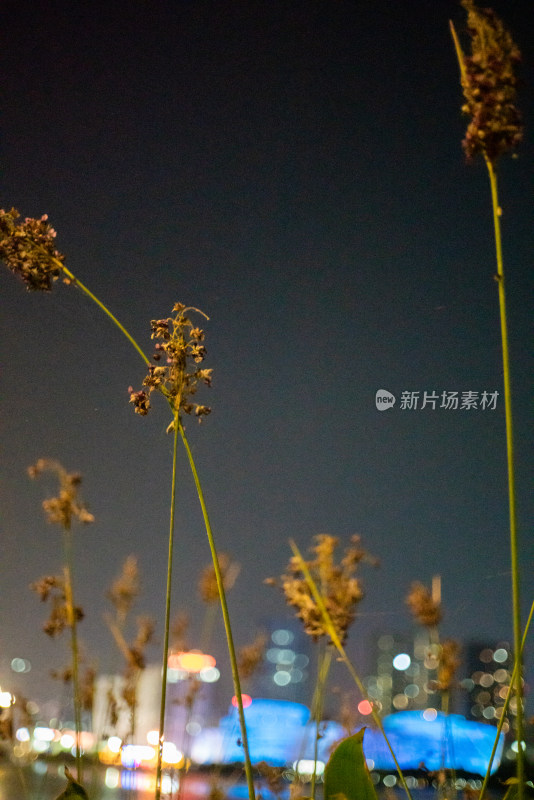 夜色下城市中随风摇曳的植物